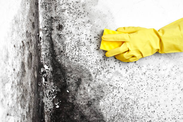 Best Affordable Mold Removal  in Johnson Creek, WI