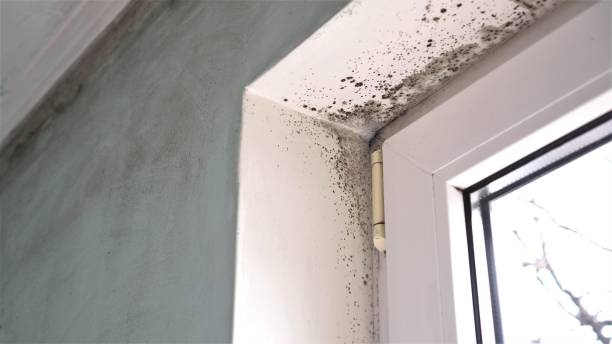 Best Affordable Mold Removal  in Johnson Creek, WI