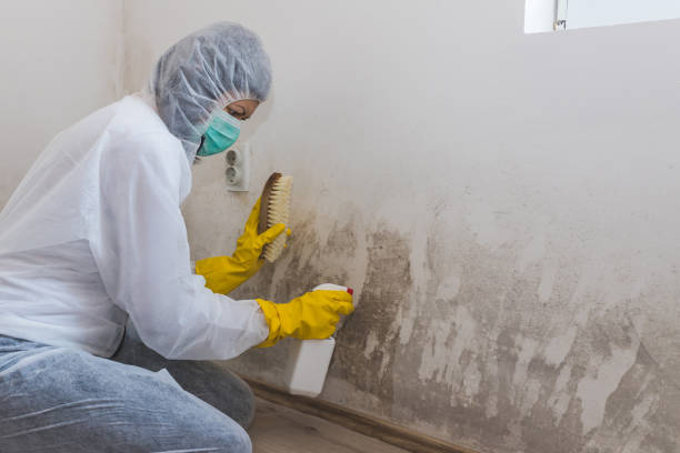 Best Mold Removal Near Me  in Johnson Creek, WI