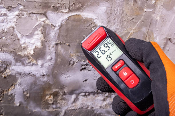 Best Same-Day Mold Removal  in Johnson Creek, WI