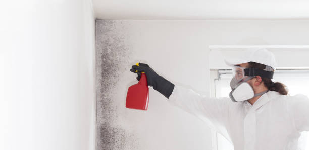 Best Water Damage Restoration  in Johnson Creek, WI