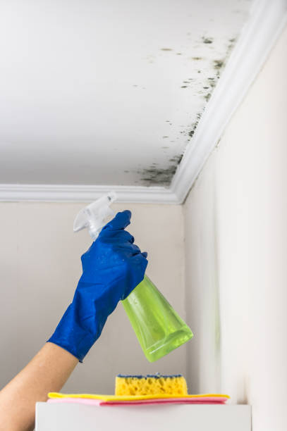 Best Best Mold Removal Companies  in Johnson Creek, WI