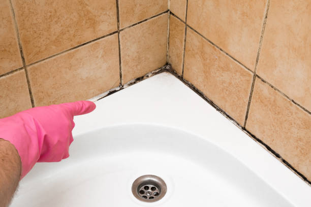 Best Same-Day Mold Removal  in Johnson Creek, WI